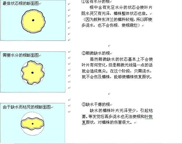 关于兰花的浇水