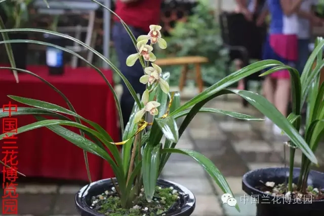 热烈祝贺三圣乡中国兰花博览园2016年第二届兰花拍卖会成功举办