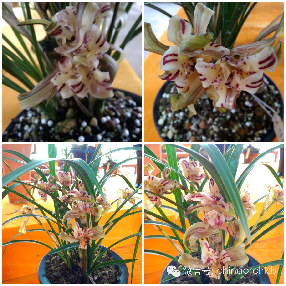 春兰(天彭牡丹)