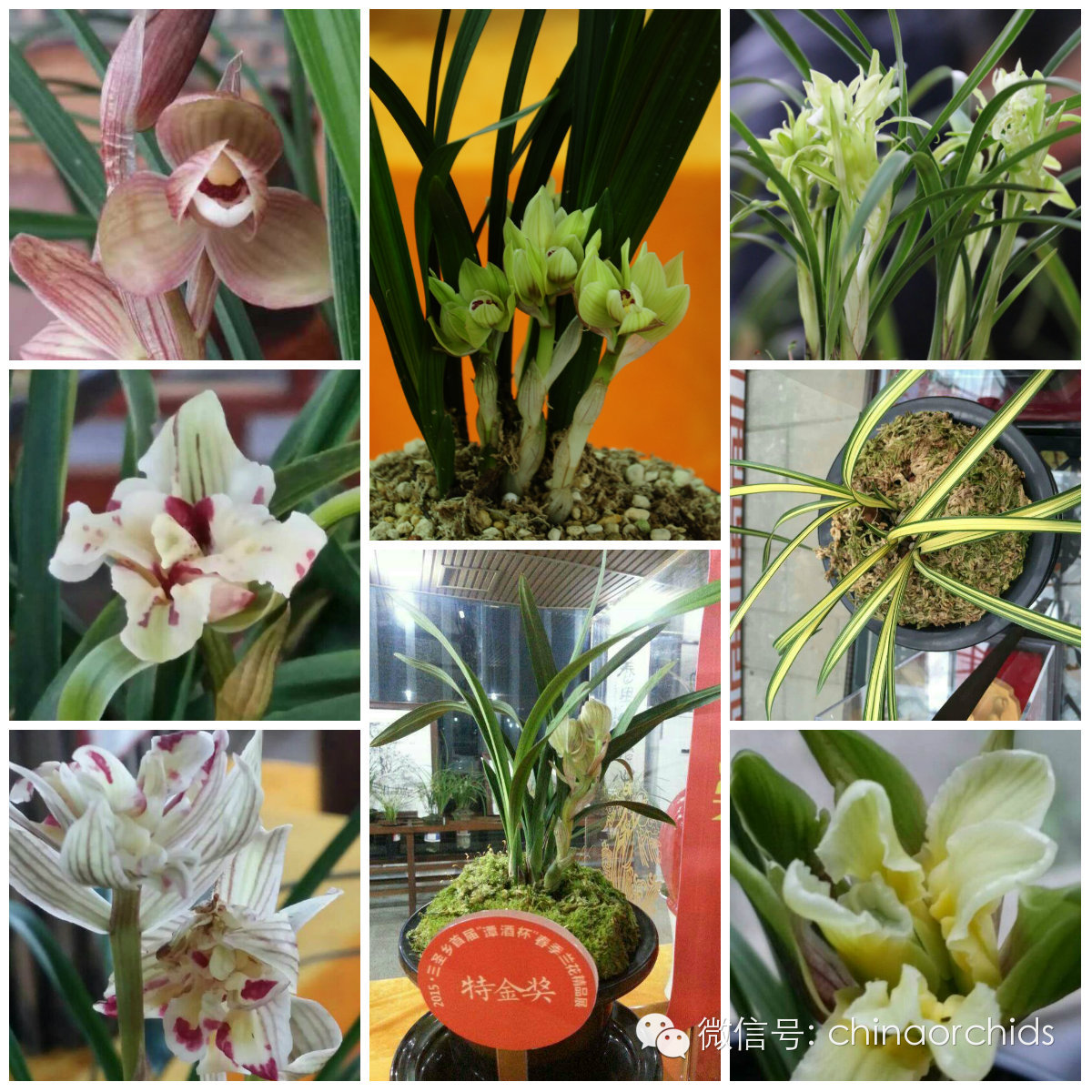 2015▪三圣乡首届”潭酒杯“春季兰花精品展获奖名单公布