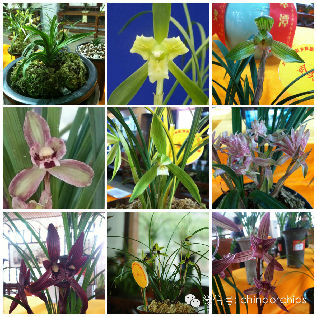 2015▪三圣乡首届”潭酒杯“春季兰花精品展获奖名单公布