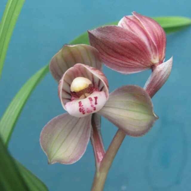 兰花熟草抗逆性不及生草?