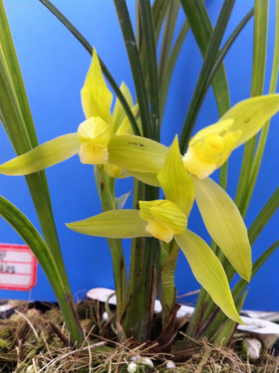 光照决定着兰花的生长