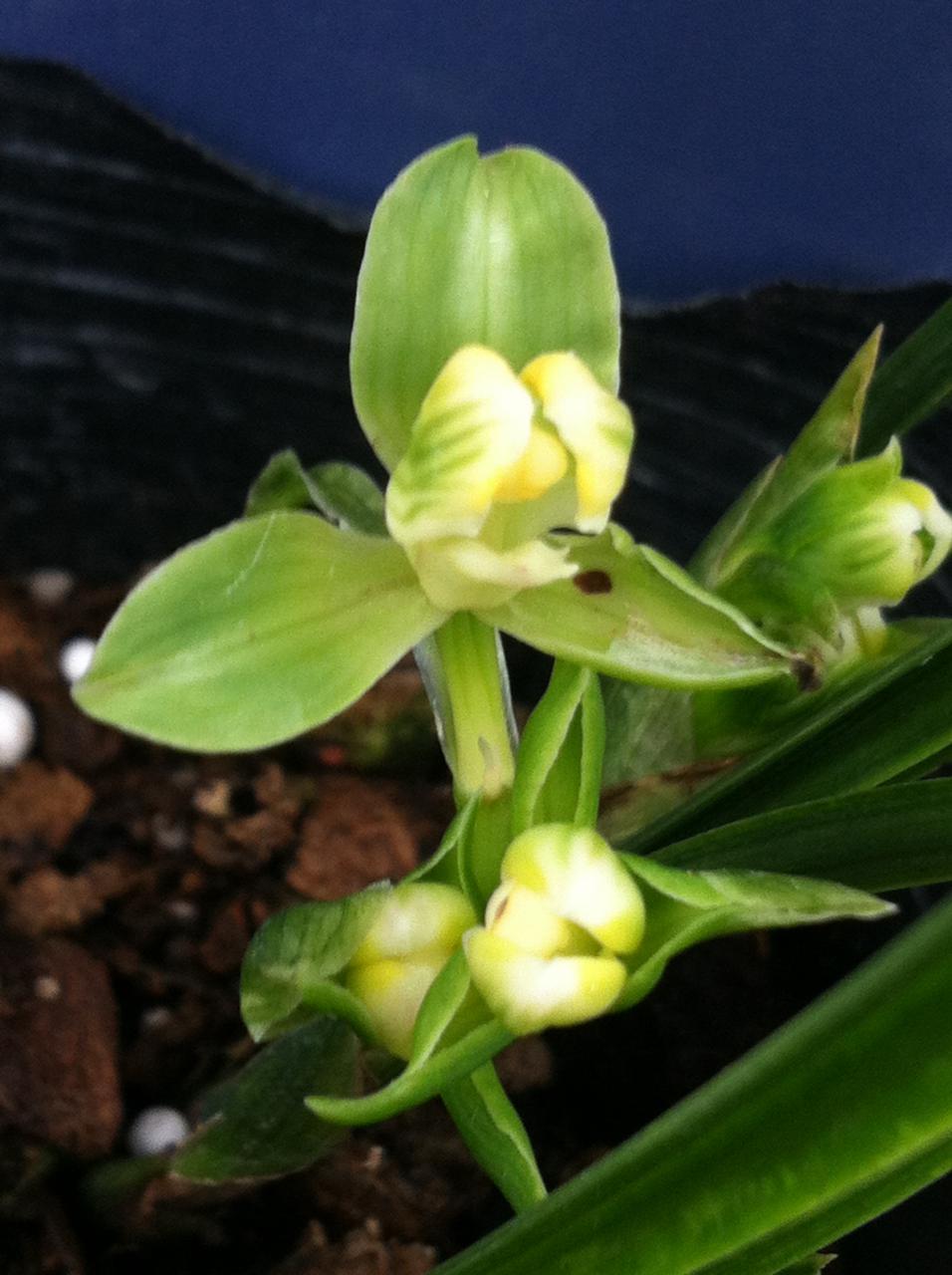 可靠的养兰方法