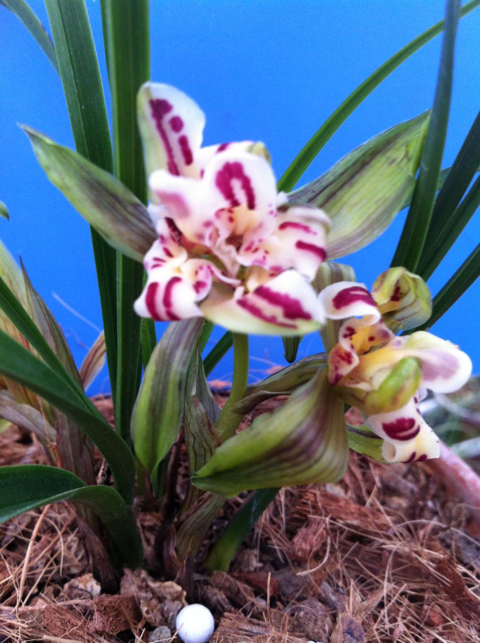 兰根烂了,是浇水的问题吗?