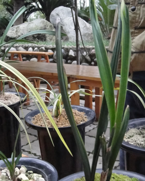 2013年11月23号三圣乡中国兰花博览园兰花交流会