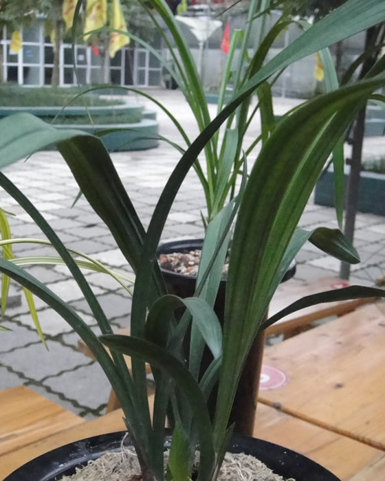 2013年11月23号三圣乡中国兰花博览园兰花交流会