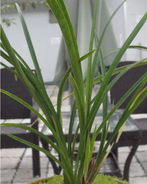 2013年11月23号三圣乡中国兰花博览园兰花交流会