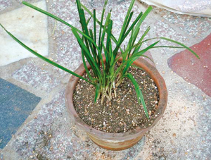 秦岭春兰栽培技术