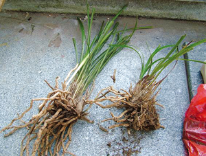 秦岭春兰栽培技术