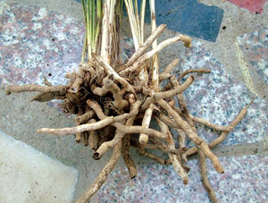 秦岭春兰栽培技术