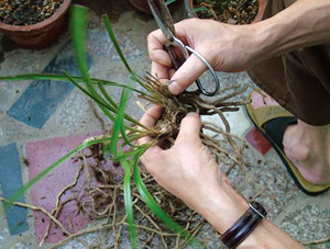 秦岭春兰栽培技术