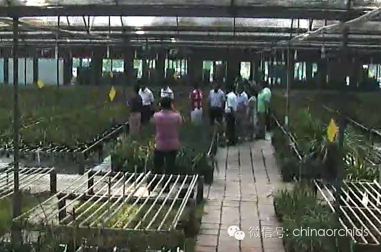 中国(大理)第26届兰花博览会招展团中国兰花博览园之行